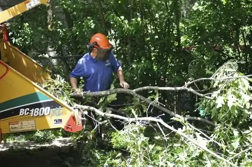 tree services New Cassel